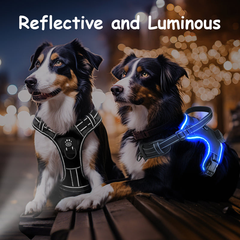 Nite Beam 2.0 Glow Safety harness - Protect your pet on night walks