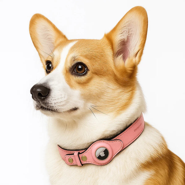 Leather AirTag Dog Collar