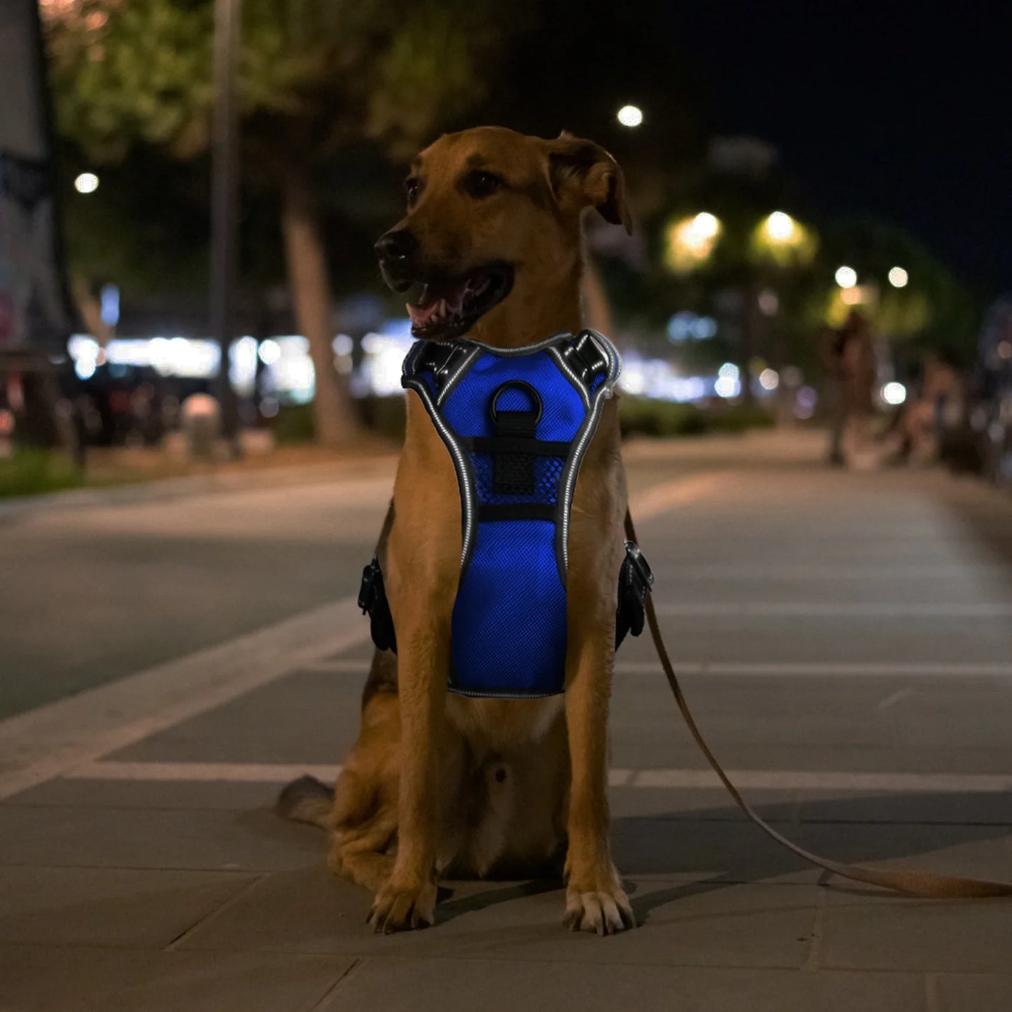 Nite Beam 2.0 Glow Safety harness - Protect your pet on night walks