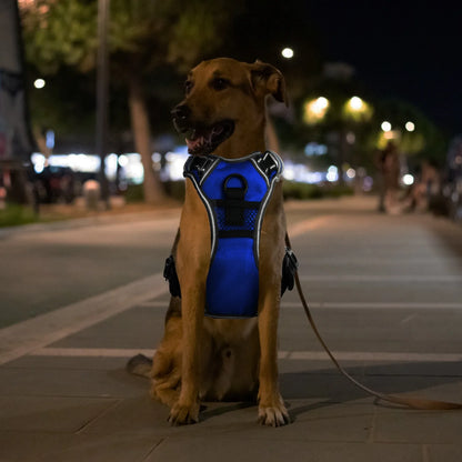 Nite Beam 2.0 Glow Safety harness - Protect your pet on night walks