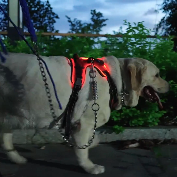 Night Beam 2.0 - Dog Safety Harness